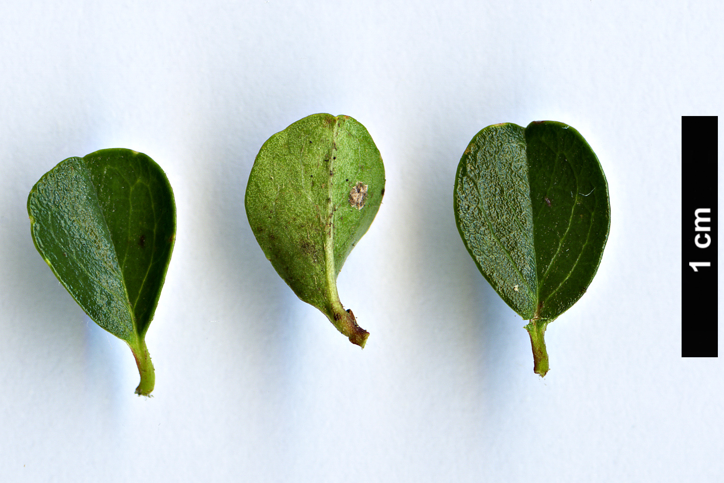 High resolution image: Family: Rosaceae - Genus: Cotoneaster - Taxon: atropurpureus
